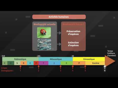 Changes in biodiversity over time (SVT 2nd year)