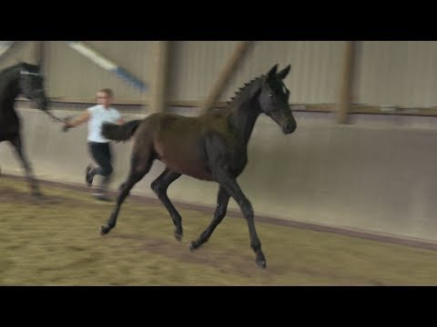 2018 SF von Rheinklang / Caprimond