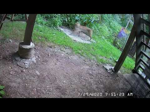 29 July 2020 BobCat carrying a Squirrel Webster, MA