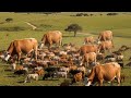 NDAMA JIGUSHILAGA UJUMBE WA MKALA OFFICIAL AUDIO BY Rama Macompyuta Jiminogeni Mayikusai Limbu 2026