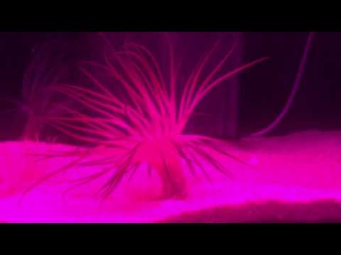 会計学科 ムラサキハナギンチャク