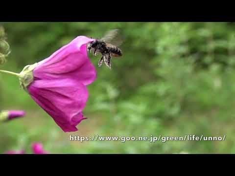 スミゾメハキリバチの飛翔　スローモーション