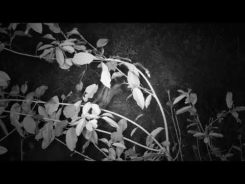 Djuma: Genet - Pt:2 - 02:36 - 03/15/21