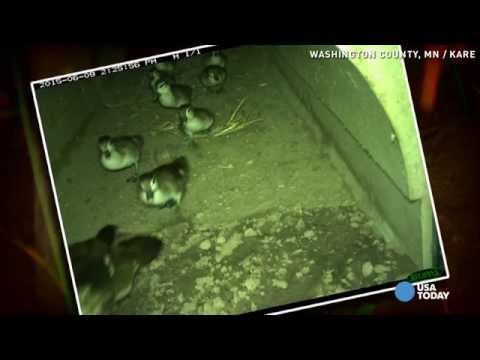 'Turtle tunnel' near highway saves human, animal lives