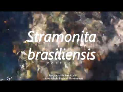Stramonita haemastoma