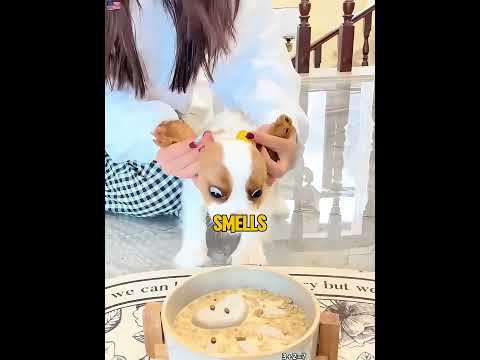This pup was so hangry she threatened to eat everyone 😂 #cat #pov