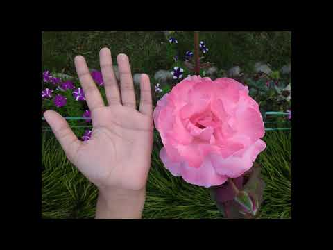 download lagu mp3 mp4 Flora And Fauna Of Sikkim, download lagu Flora And Fauna Of Sikkim gratis, unduh video klip Flora And Fauna Of Sikkim