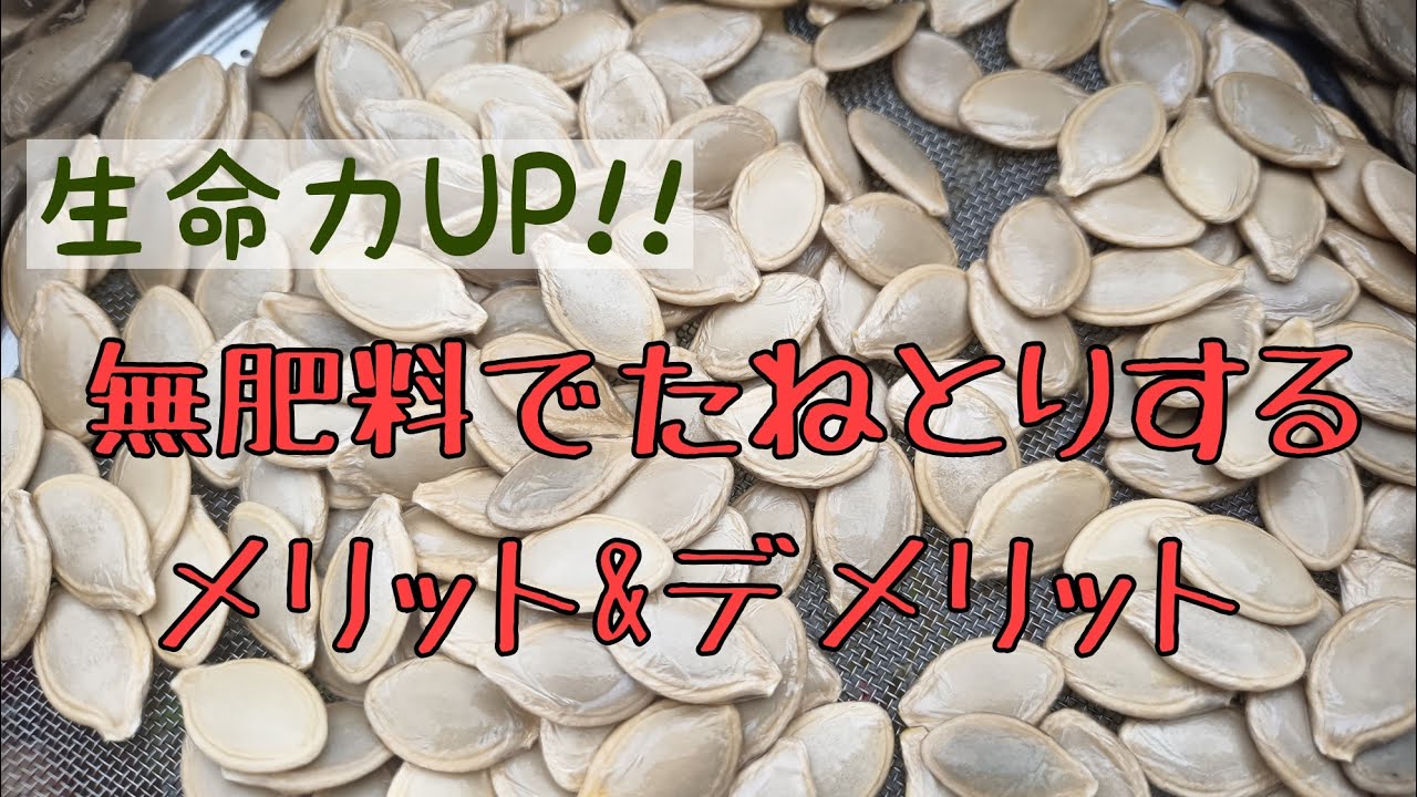 なぜ無肥料で種取りするのか？メリット＆デメリットを考える
