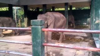 preview picture of video 'Elephants at Borobudur, Java, Indonesia'
