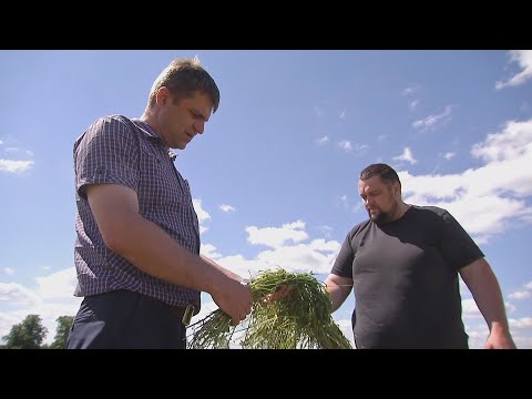 «Зеленая» жатва набирает обороты видео