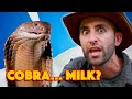 KING COBRA World S Deadliest Venom Milking
