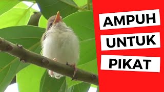 Download lagu SUARA PRENJAK LUMUT [ ANAKAN ] AMPUH UNTUK PIKAT mp3