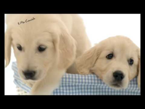 Dogs Palace Nintendo DS