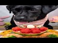 Best ASMR Dog Food Eating Video Black Dog Eating Video