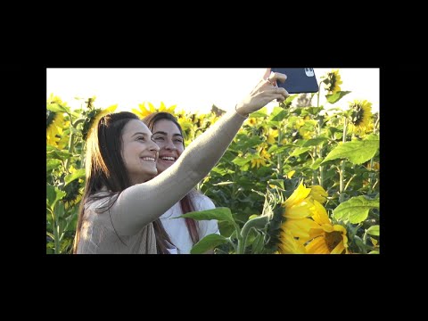 Campos de girassóis estão de novo ganhando vida em Rio Claro