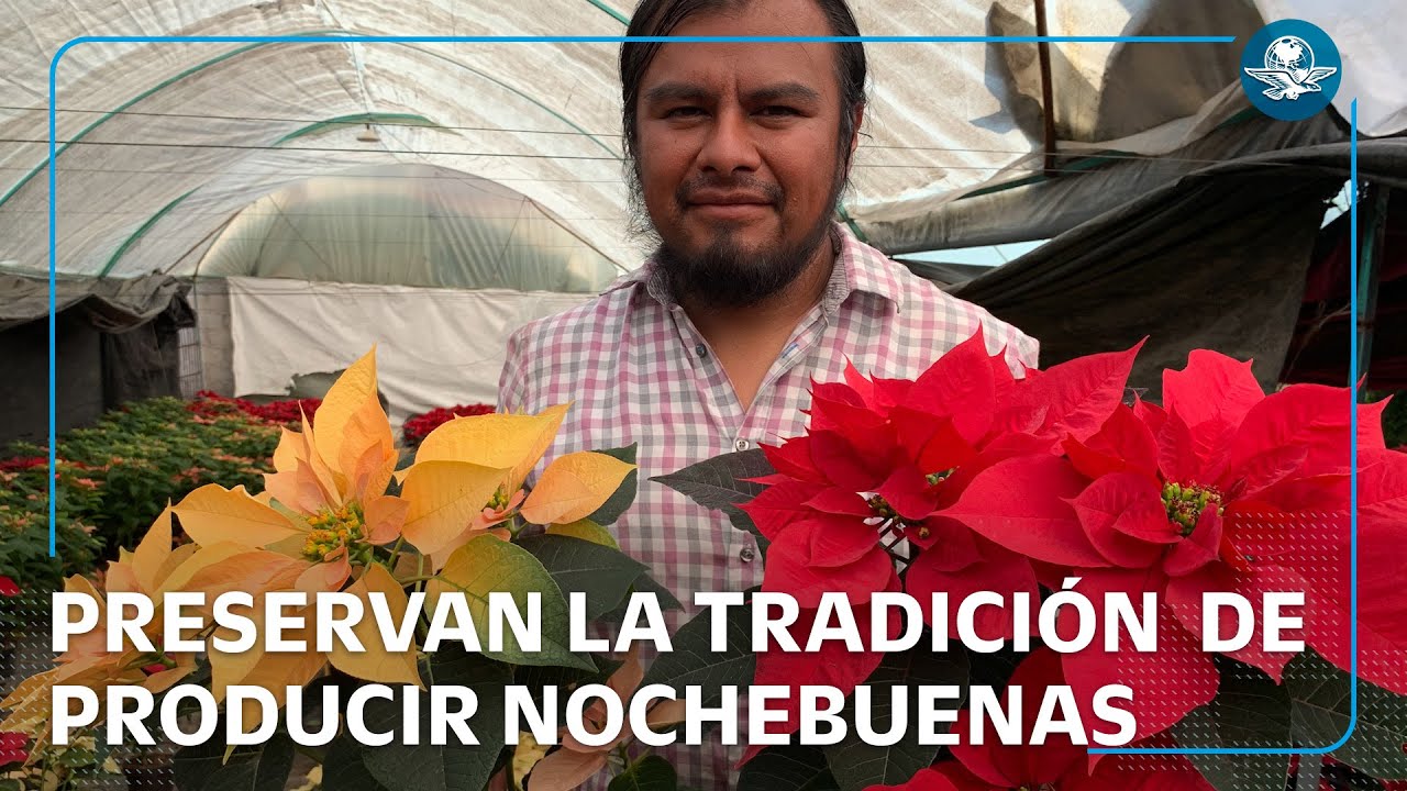 Desde hace 150 años, familia produce nochebuenas en Xochimilco