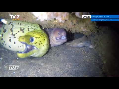 Tv7 con Voi del 25/6/2018 - Isole delle Spezie (1 di 3)