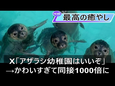 アザラシ幼稚園がかわいすぎる動画