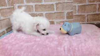 ハーフ犬の動画01