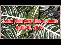ZEBRA PLANT CARE TIPS & UPDATE (APRIL 30, 2019)