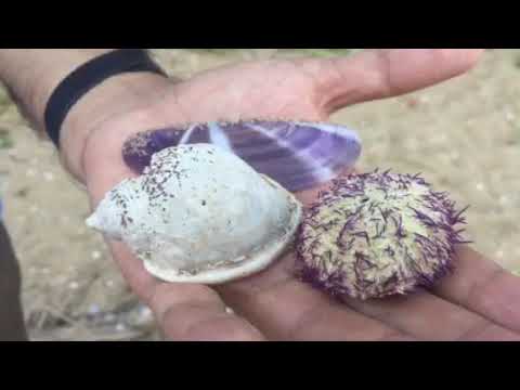 Talib Imperial Purple