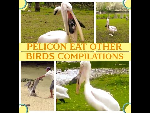 😱Pelican catch and eats pigeon alive I Pelican bird I Pelican eats pigeon😵