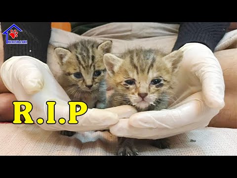 Please stop giving Cow milk for newborn kittens – Please God take them to heaven