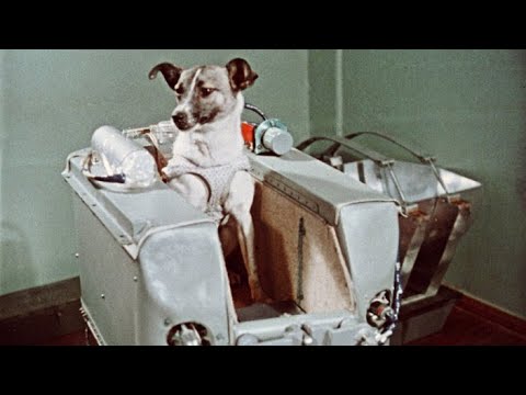 The Tragic Story of the First Dog in Space