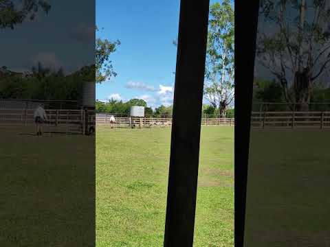 the sheep dog show at lone pine koala sanctuary