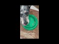 Dogs Dinner Dog Dogsdinner Funny Molly Socute Ohyeah