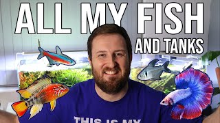 A Tour of ALL My Fish Tanks: Meet All My Fish!