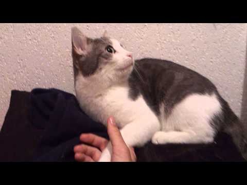 FUNNY CATS LINA & LUANA - LUANA