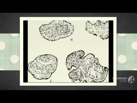Tuber puberulum - fungi kingdom