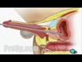 Cystoscopy Male Via Penis Surgery Patient Education