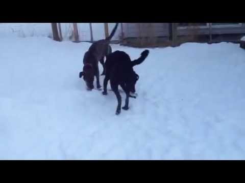 Dogs Playing -Finni and Azra