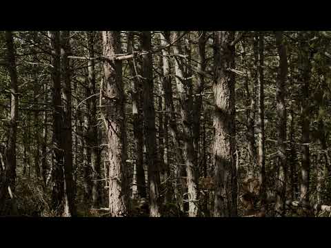 video frame placeholder