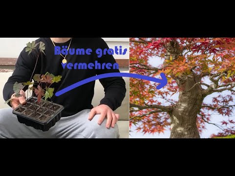 So machst du erfolgreich ABLEGER für deinen eigenen BONSAI. DIY  Tutorial/Anleitung für Bonsai