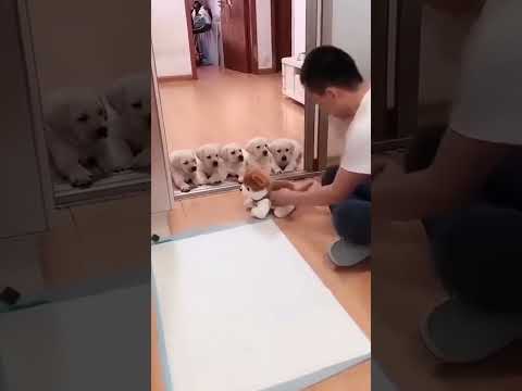 GENIUS or VILLAIN? 👼 😈 #dogs #animals #amazing #incredible #taocan