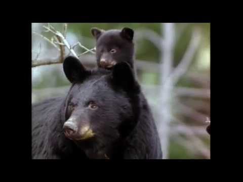 Gwen and Zoey's Adventures of Really Wild Animals (Episode 5; Part 12)