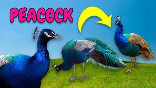 O Som dos Animais.  Conheça o Pavão Cantando