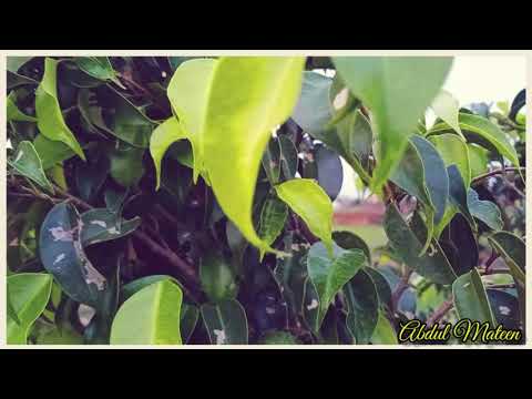 Nature Cinematography | Mobile Shots | Beginning | Abdul Mateen
