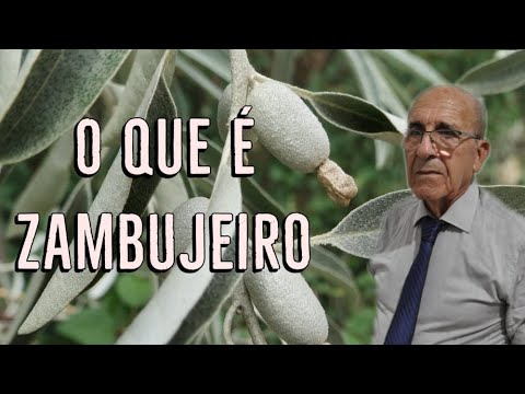 Zambujeiro Bravos - Pr Agissé Berto da Silveira - Rm 11.17-24