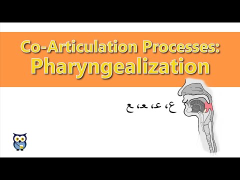 Co-Articulation Processes: Pharyngealization