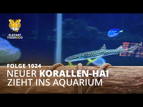 Ring frei, Hai! (Folge 1024) | Elefant, Tiger & Co. | MDR