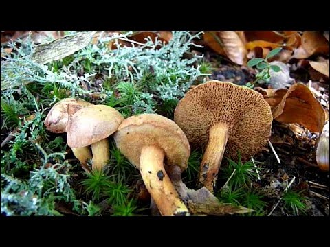 Chalciporus piperatus - PAPRENI VRGANJ