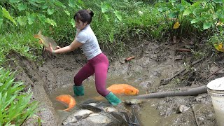 Greatest Fishing Video | Exciting Fishing | The Girl Drain Water from the Pond Catch a Lot of Fish