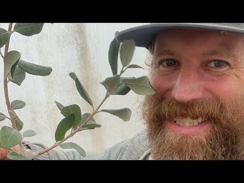 Kaiteri pineapple guava co planted with Marshall strawberries