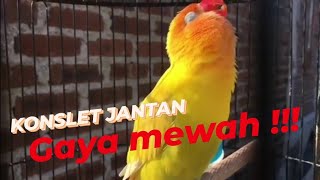 Download lagu Lovebird konslet jantan mewah mp3