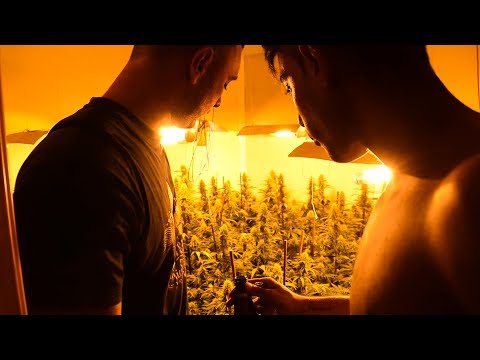 NEROL 730 FT POLI73 - MARIHUANA 730MOTA