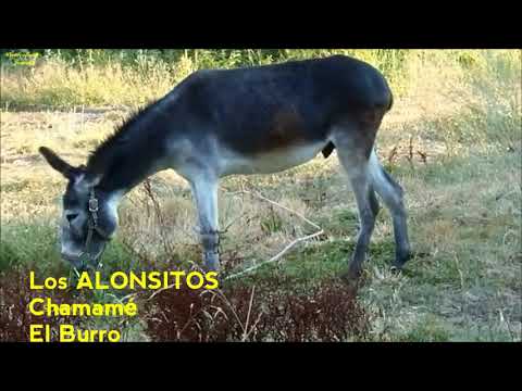 Los ALONSITOS  El Burro